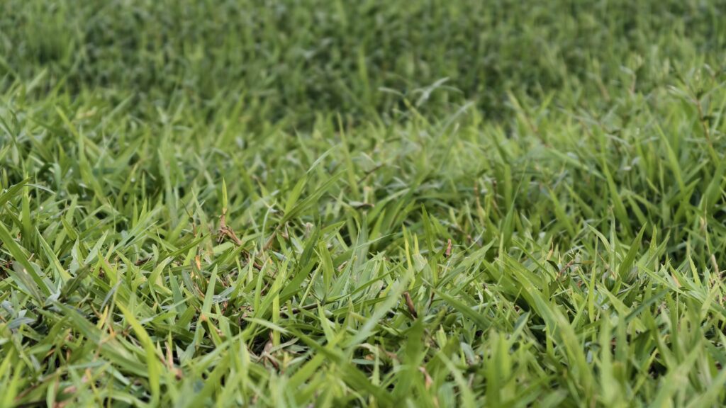 Freshly cut green lawn